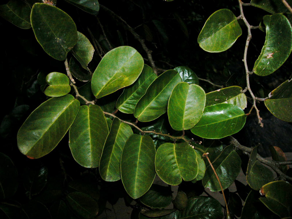 Capparaceae Capparis flexuosa