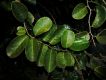 image of Capparis flexuosa