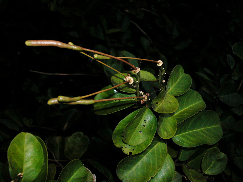 Capparaceae Capparis flexuosa