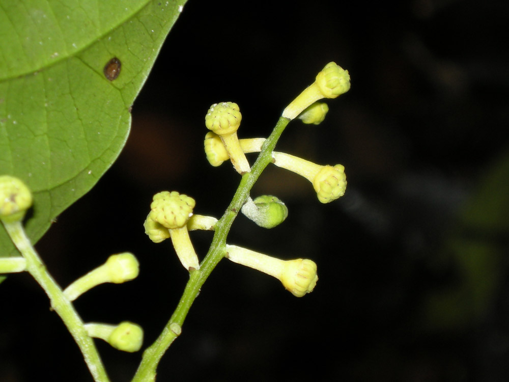 Euphorbiaceae Nealchornea yapurensis