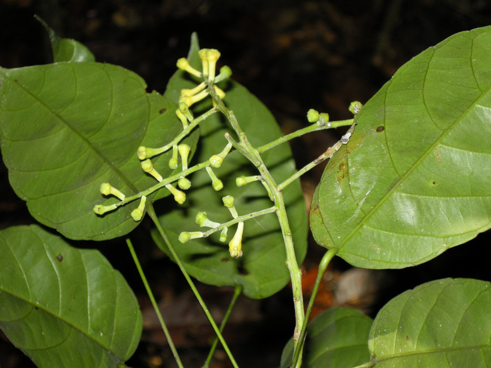 Euphorbiaceae Nealchornea yapurensis