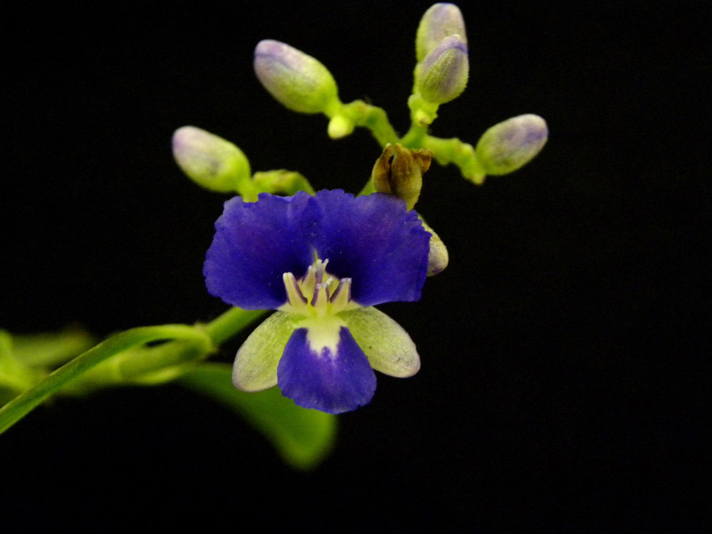 Commelinaceae Dichorisandra hexandra