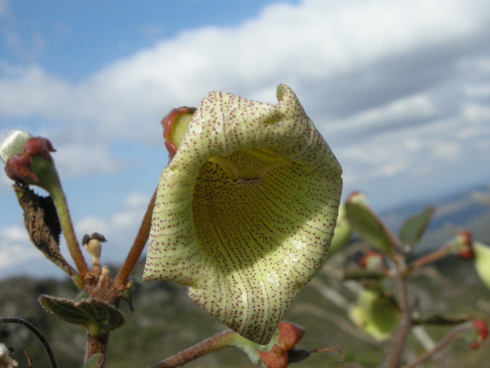 Gesneriaceae Paliavana sericiflora