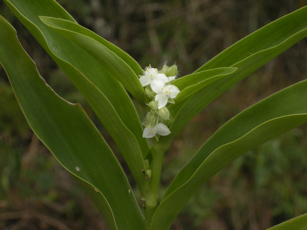 Commelinaceae Tradescantia crassula