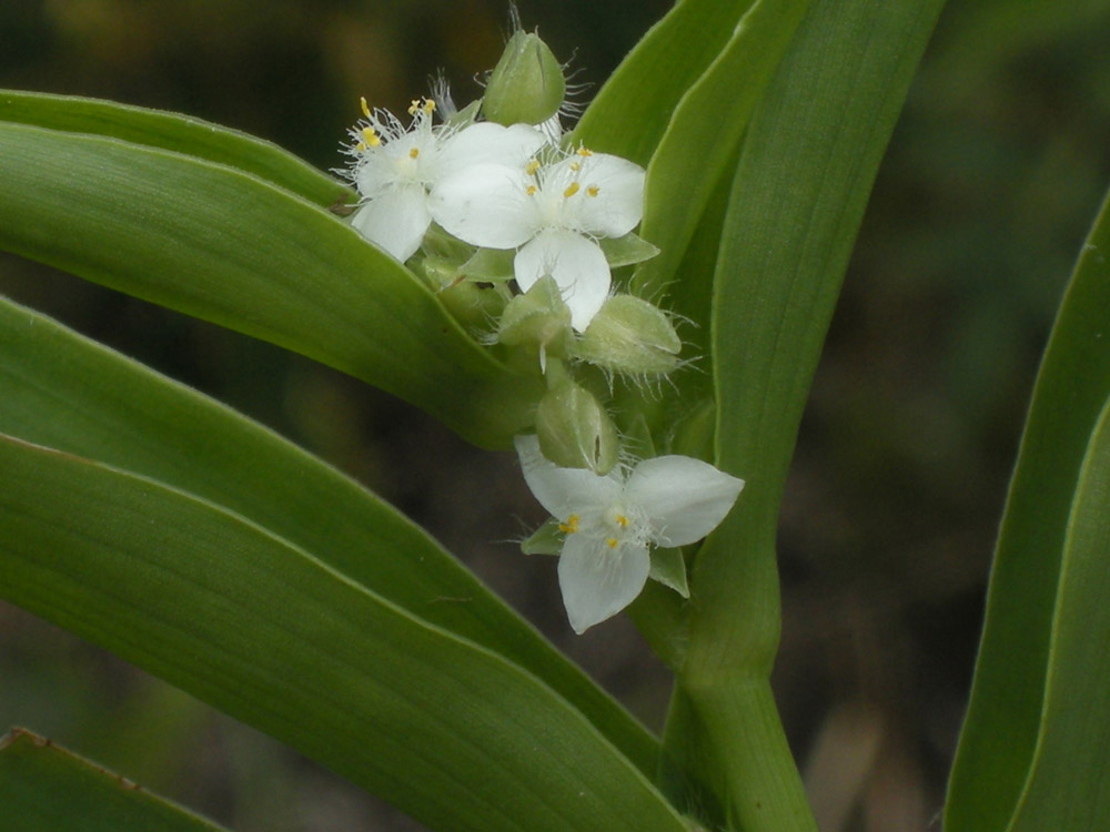Commelinaceae Tradescantia crassula