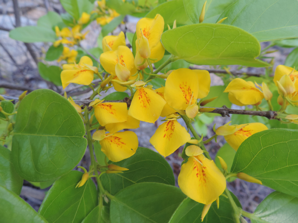 Vochysiaceae Callisthene fasciculata