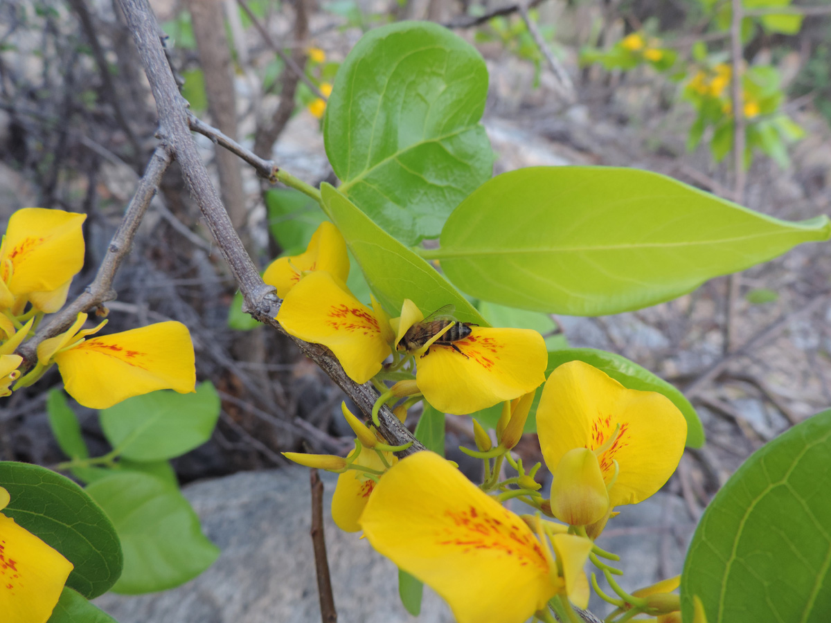 Vochysiaceae Callisthene fasciculata