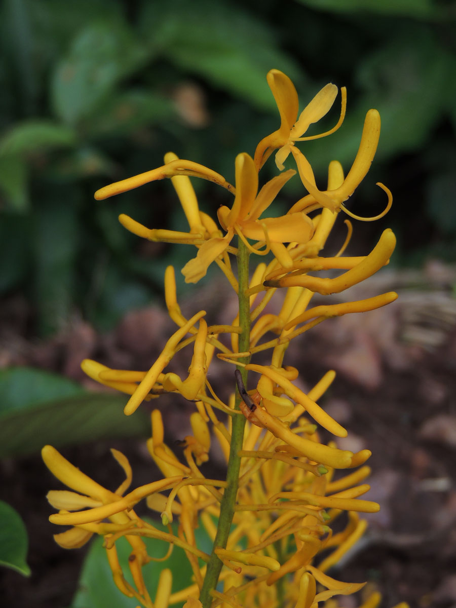 Vochysiaceae Vochysia inundata