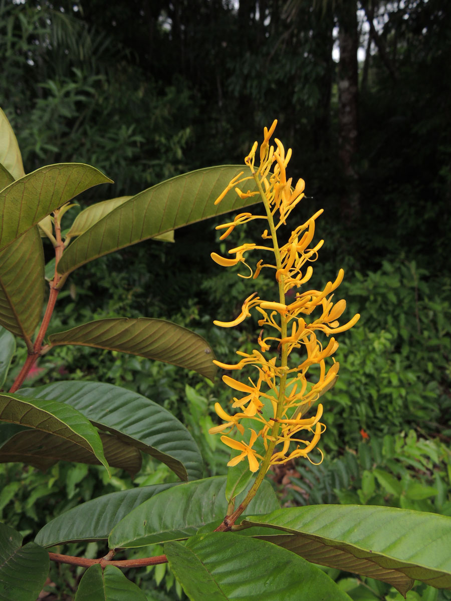 Vochysiaceae Vochysia inundata