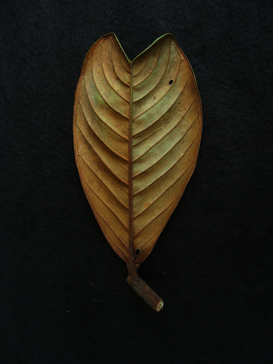 Vochysiaceae Vochysia biloba