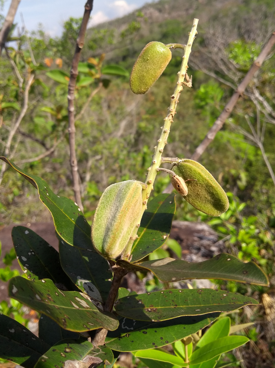 Vochysiaceae Vochysia petraea