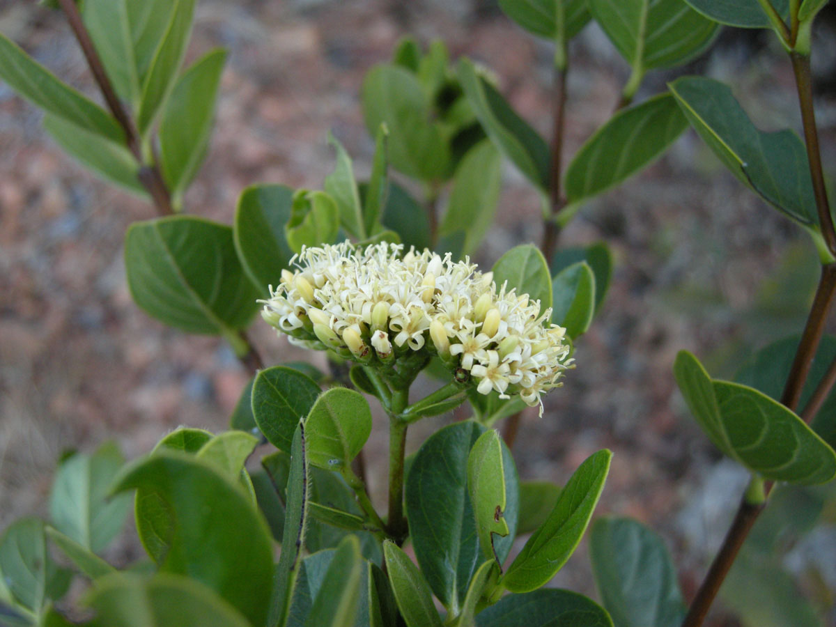 Loganiaceae Antonia ovata