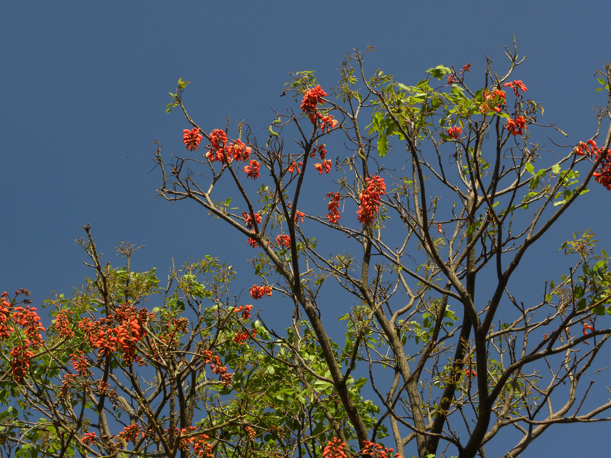 Fabaceae Erythrina falcata