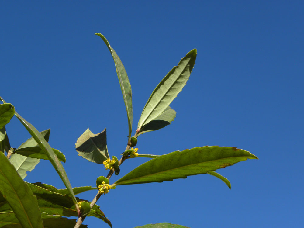 Salicaceae Azara uruguayensis