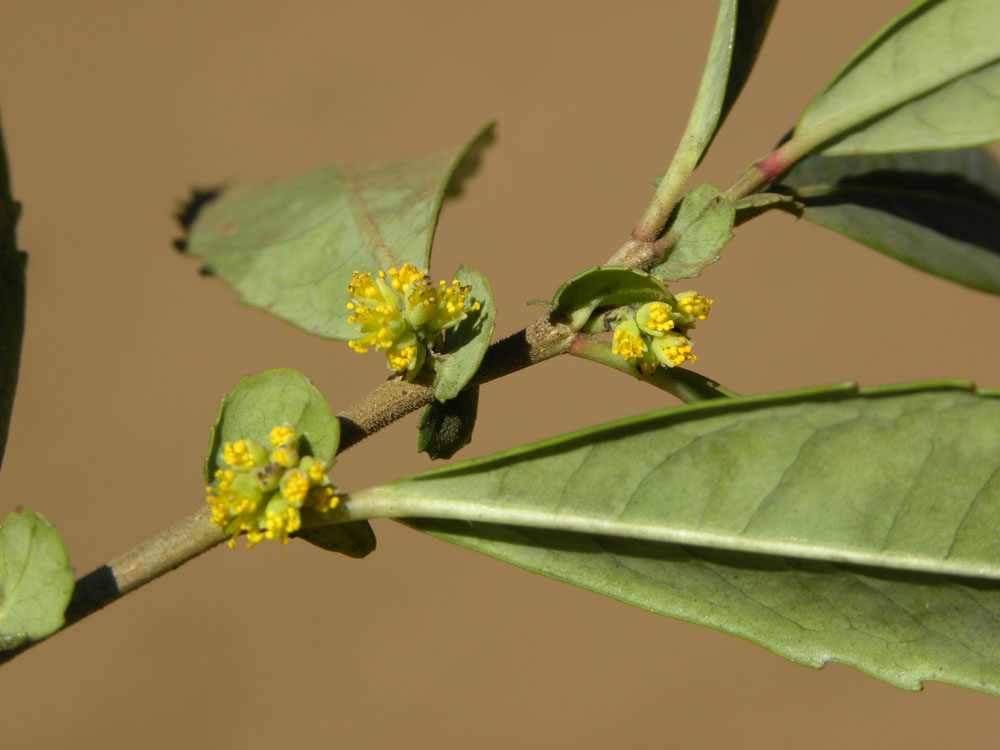 Salicaceae Azara uruguayensis