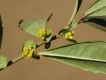 image of Azara uruguayensis