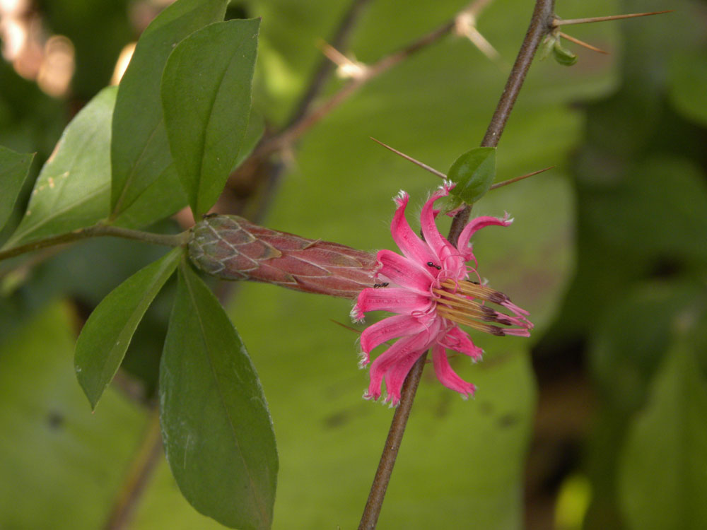 Asteraceae Barnadesia caryophylla