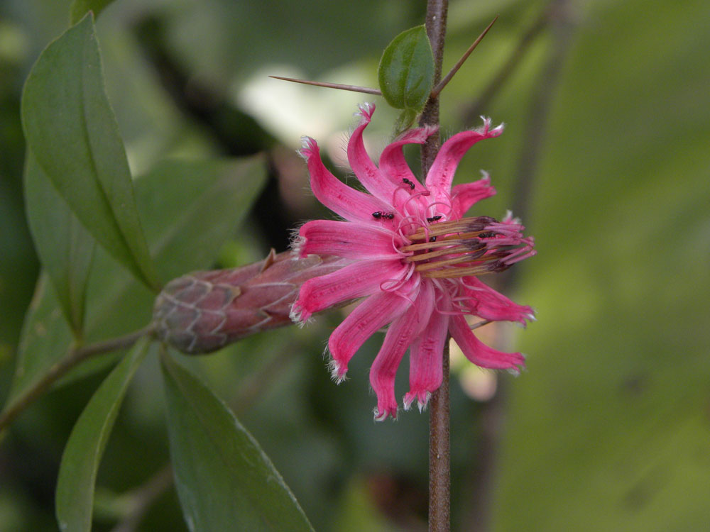 Asteraceae Barnadesia caryophylla