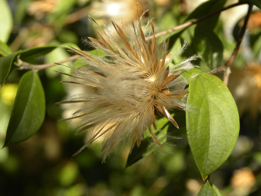 Asteraceae Barnadesia caryophylla