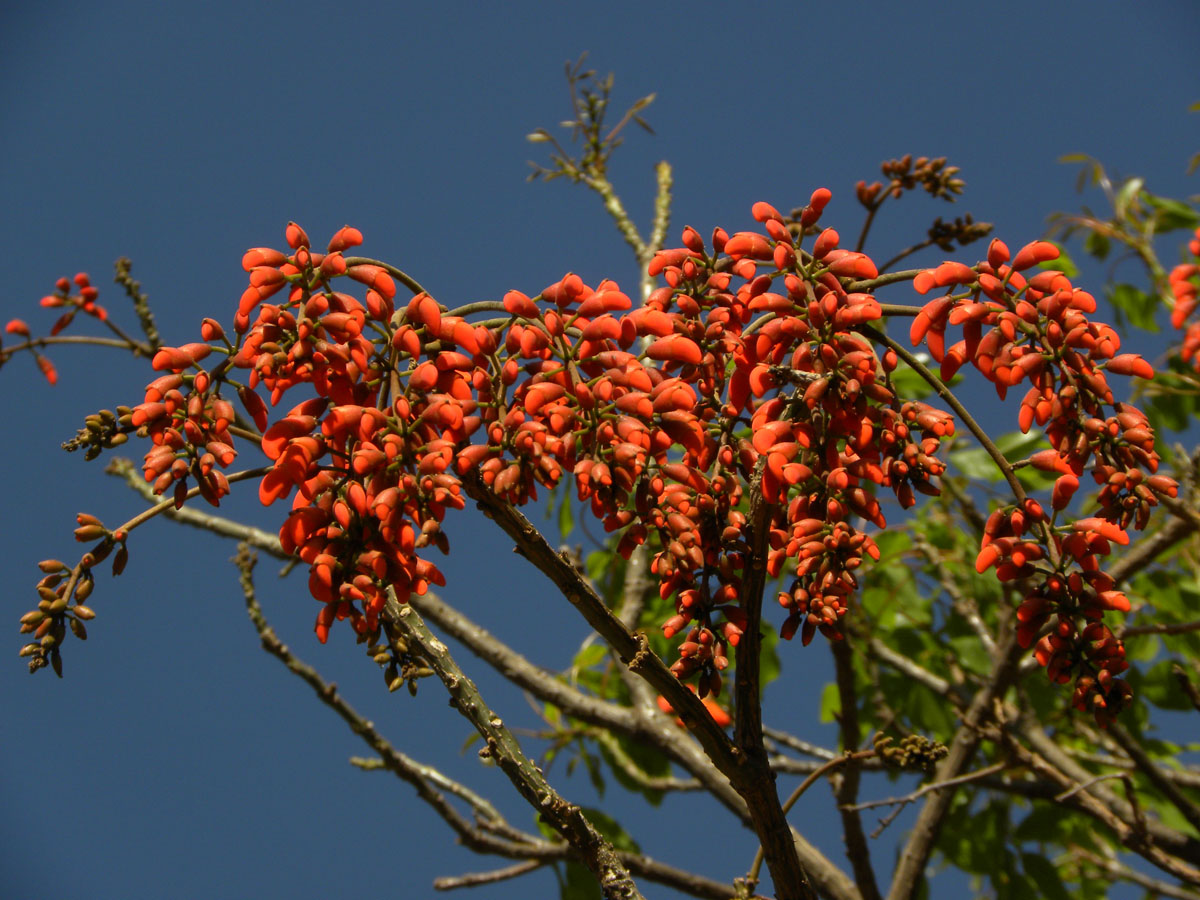 Fabaceae Erythrina falcata