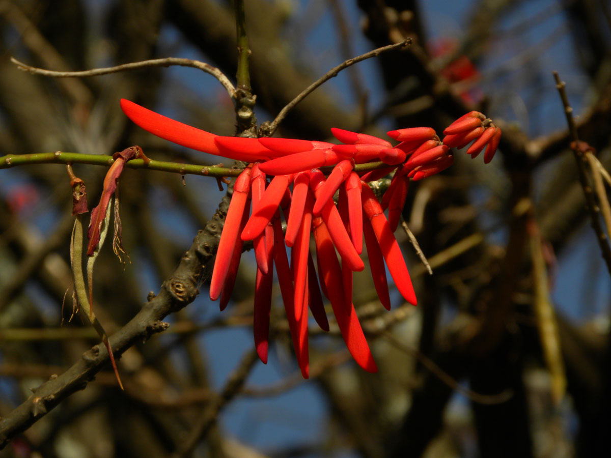 Fabaceae Erythrina humeana