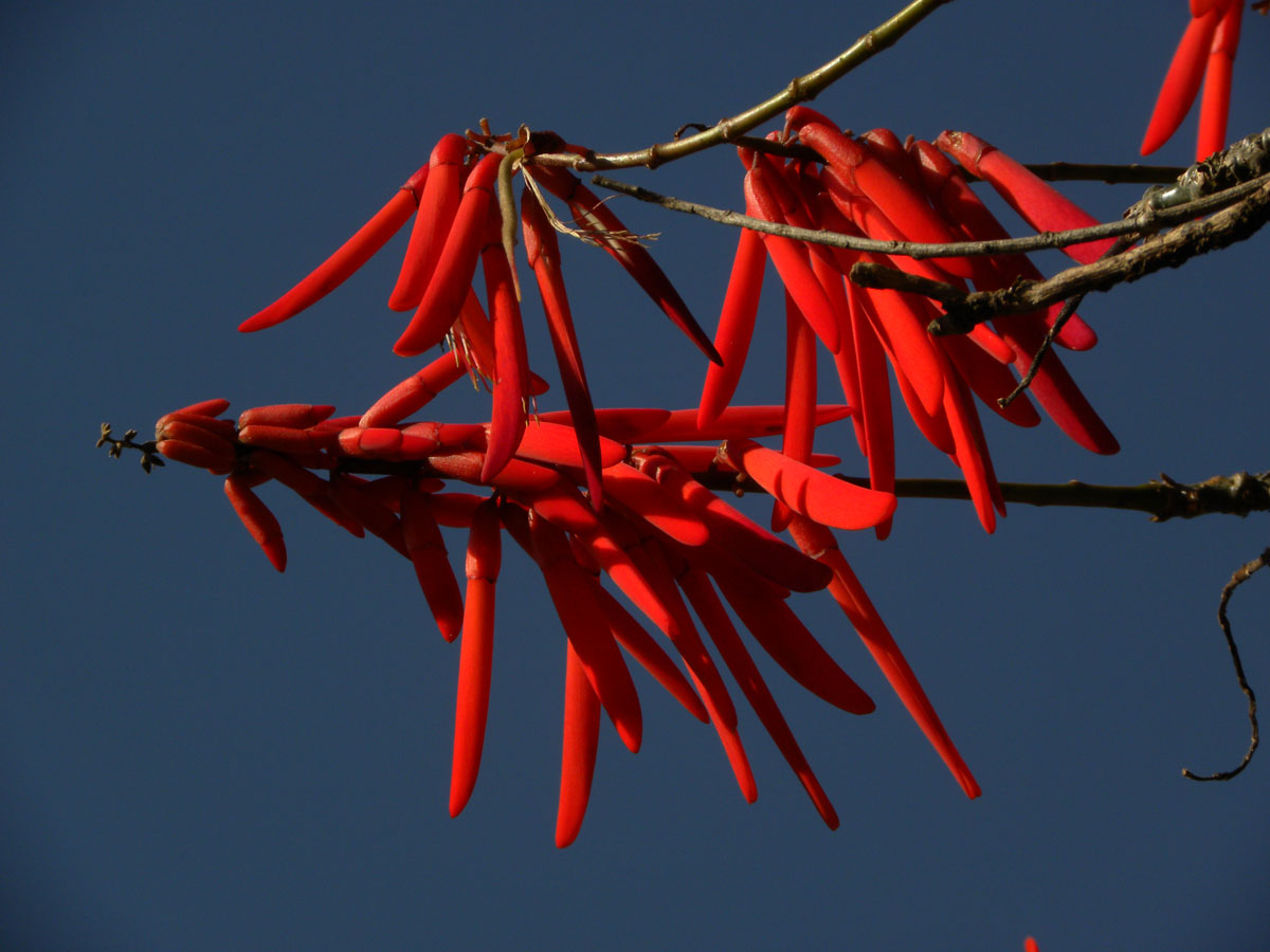 Fabaceae Erythrina humeana