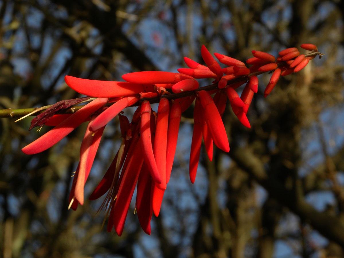 Fabaceae Erythrina humeana