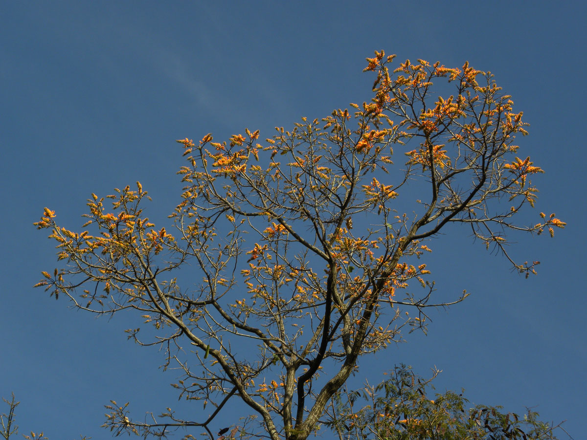 Fabaceae Erythrina poeppigiana