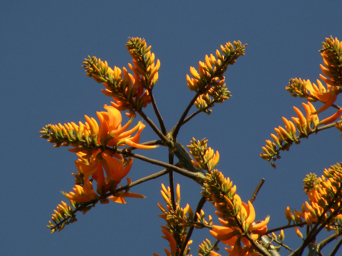 Fabaceae Erythrina poeppigiana