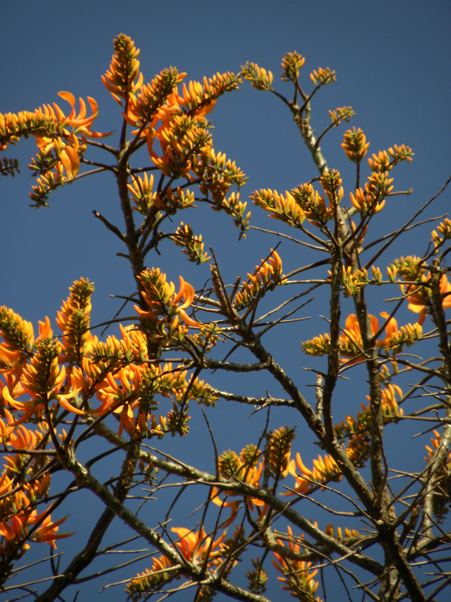 Fabaceae Erythrina poeppigiana