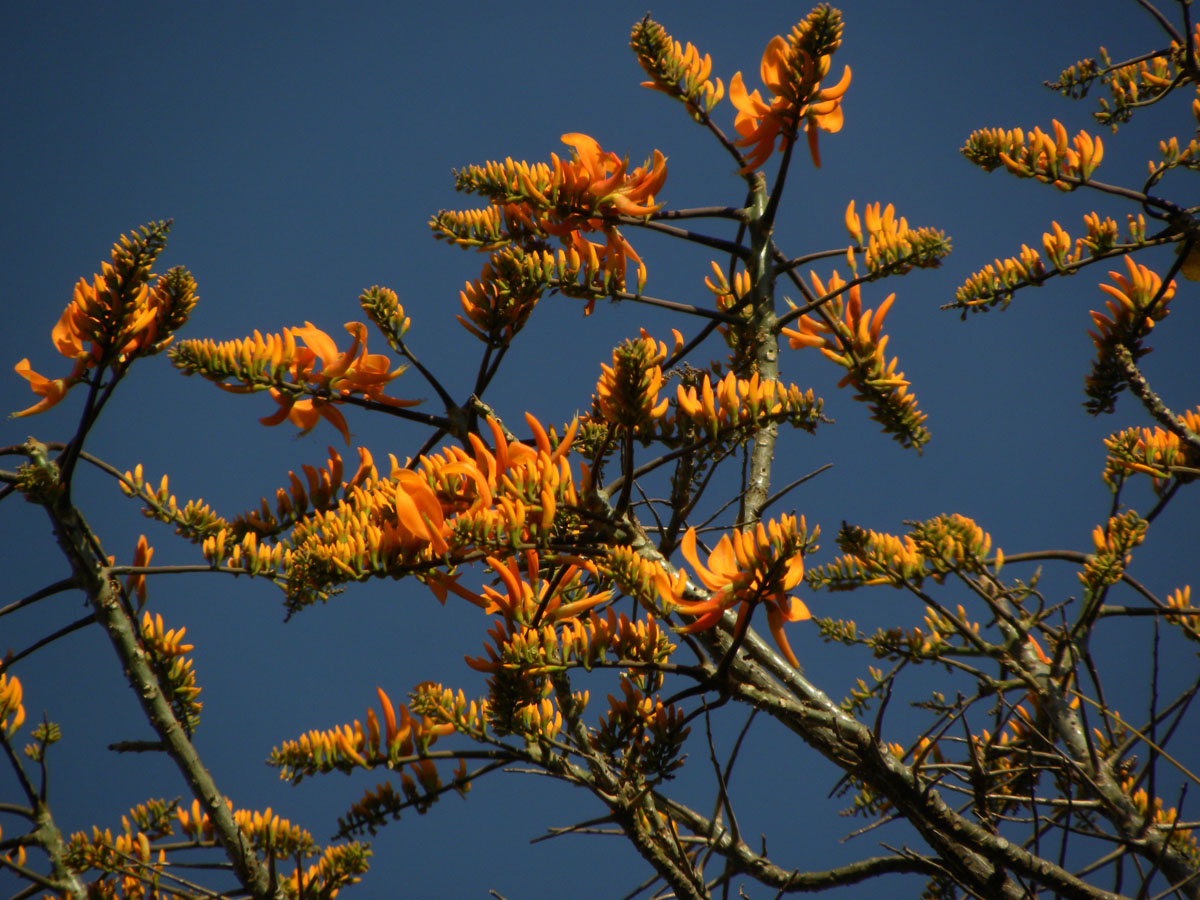 Fabaceae Erythrina poeppigiana