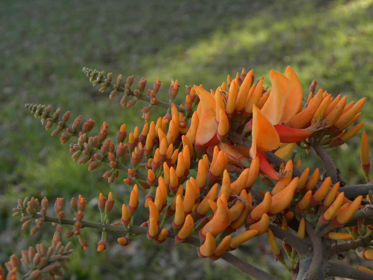 Fabaceae Erythrina poeppigiana