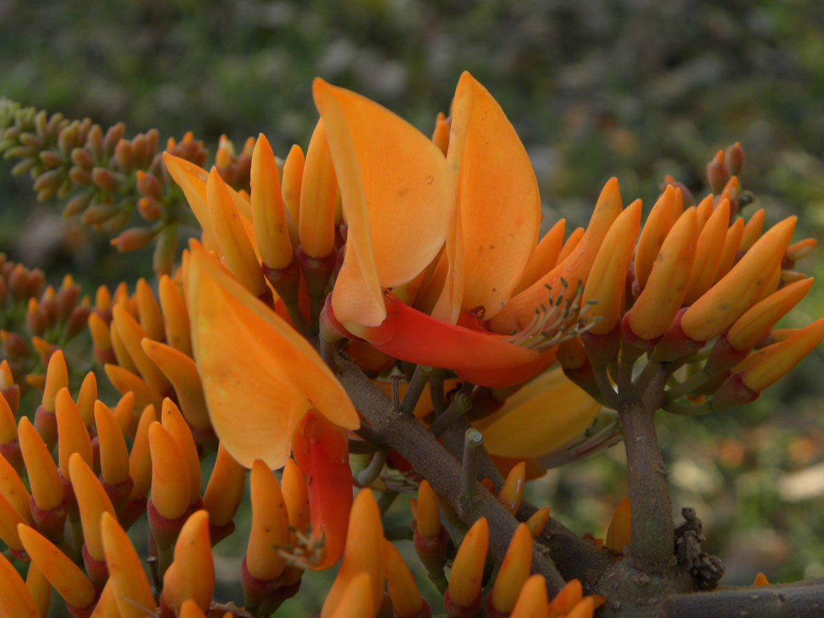 Fabaceae Erythrina poeppigiana