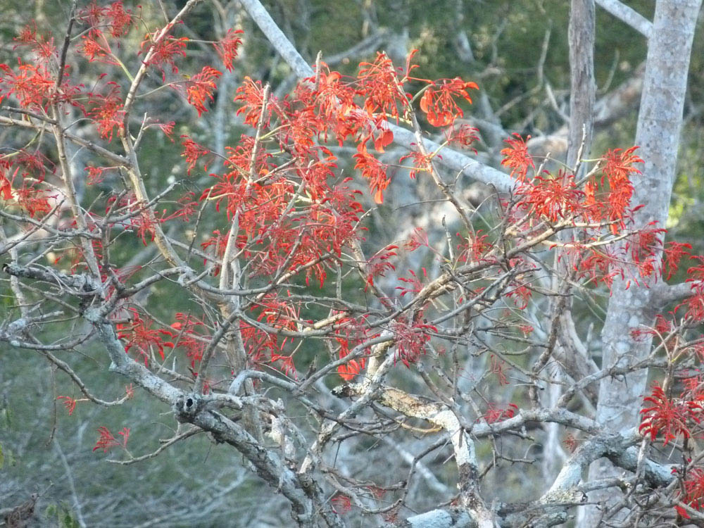 Fabaceae Erythrina ulei