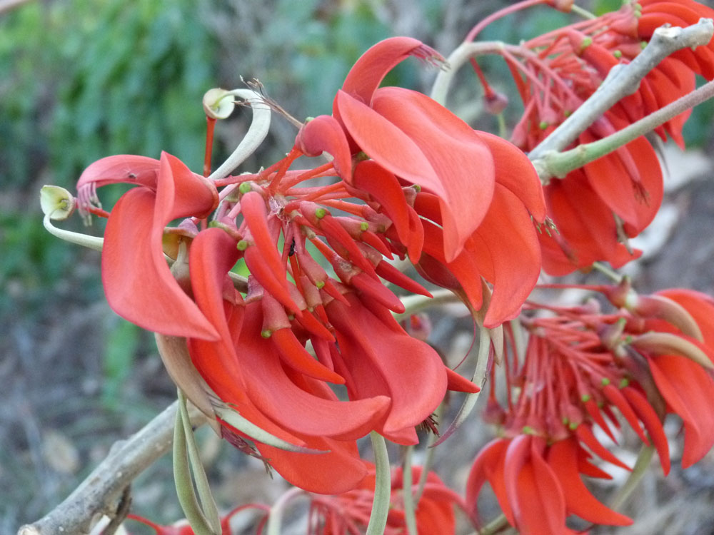 Fabaceae Erythrina ulei