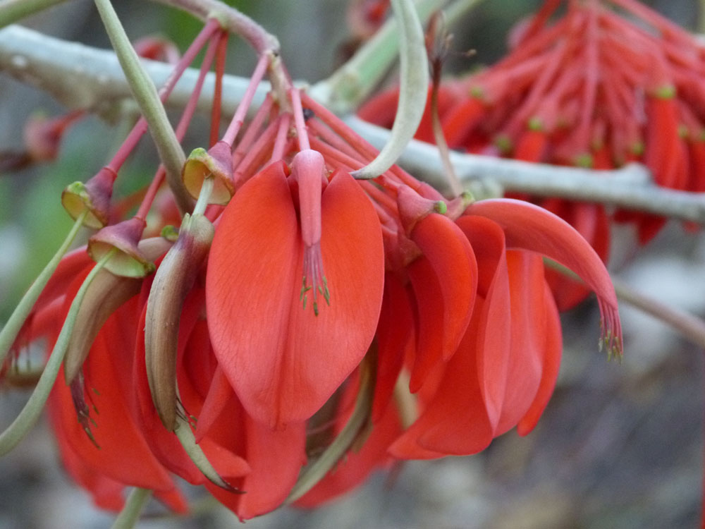 Fabaceae Erythrina ulei