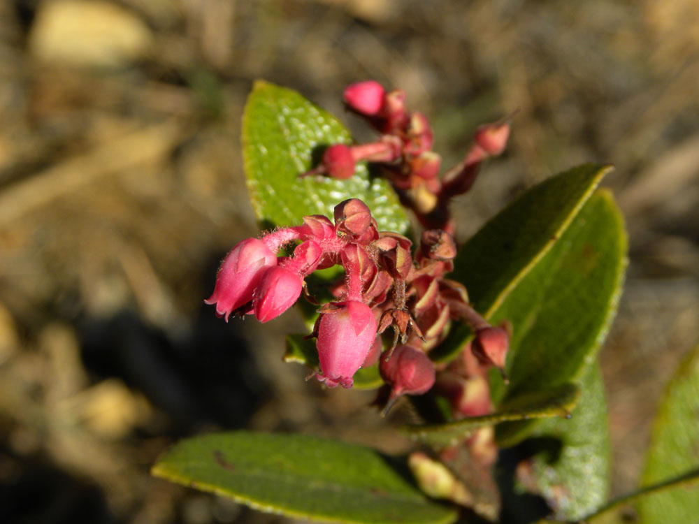 Ericaceae Gaultheria serrata