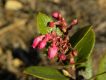 image of Gaultheria serrata