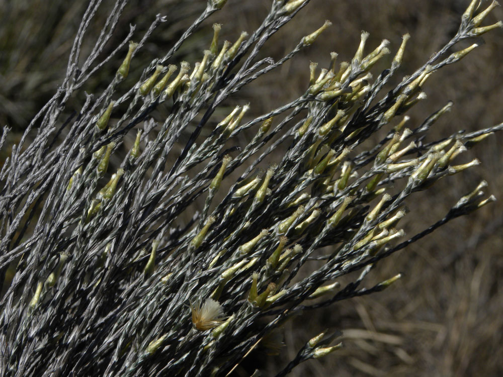 Asteraceae Lucilia lycopodioides