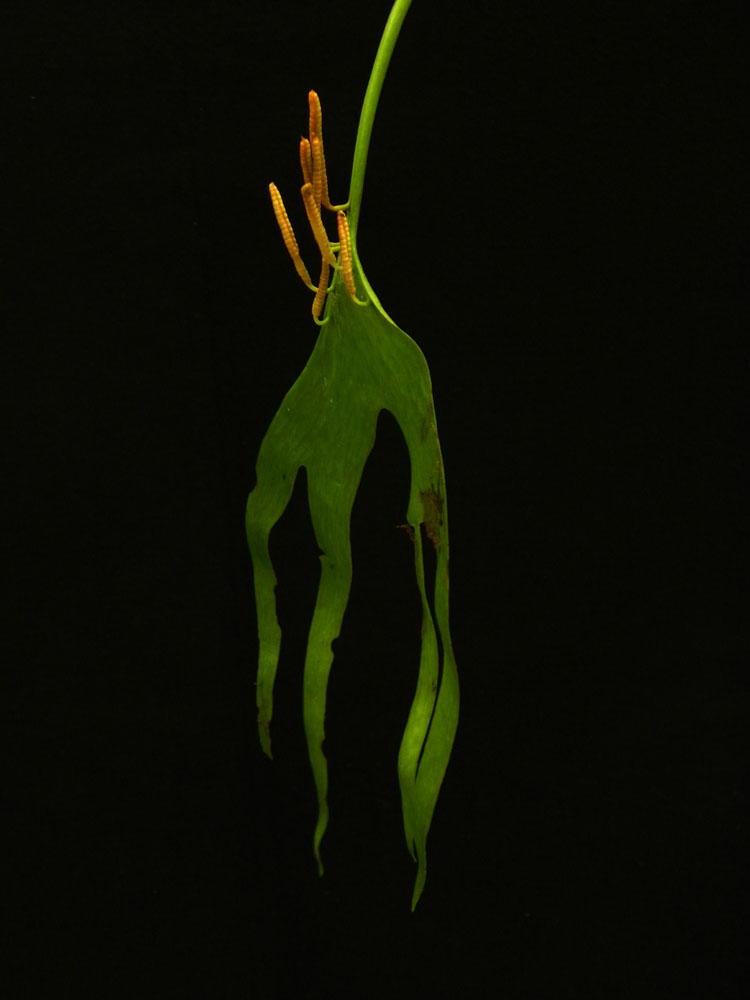 Ophioglossaceae Ophioglossum palmatum