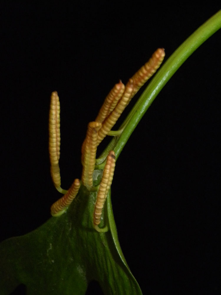 Ophioglossaceae Ophioglossum palmatum