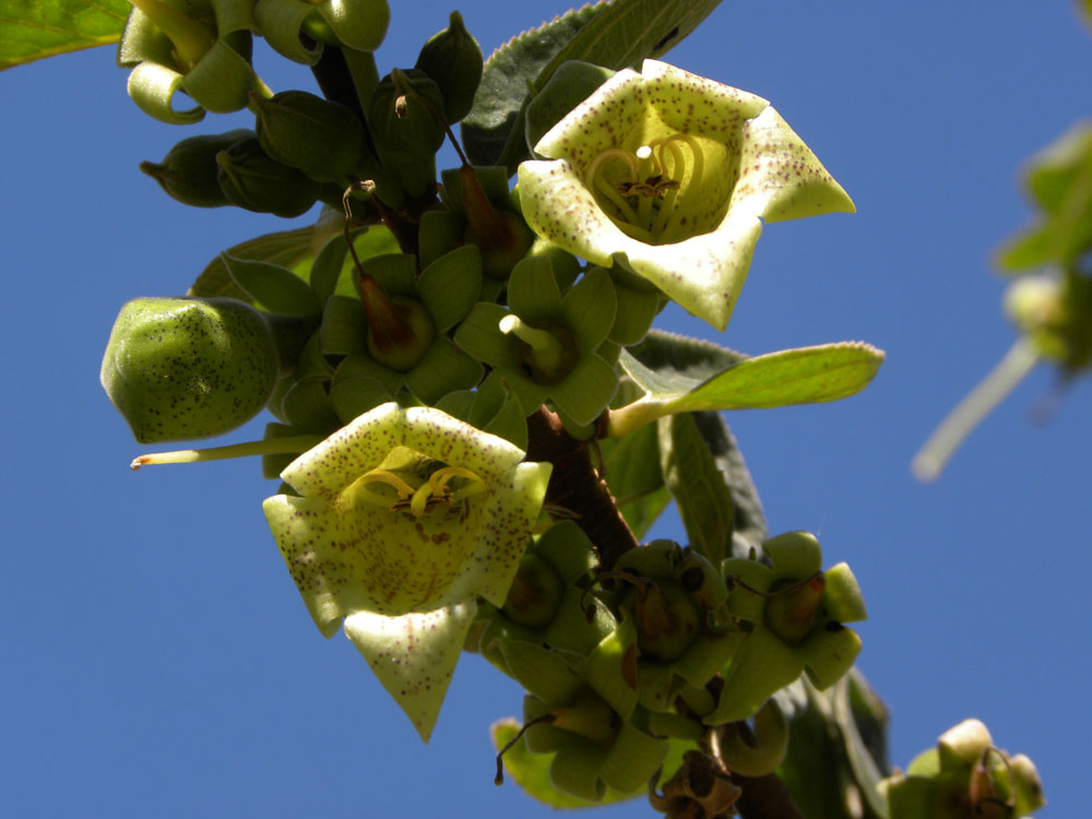 Gesneriaceae Paliavana prasinata