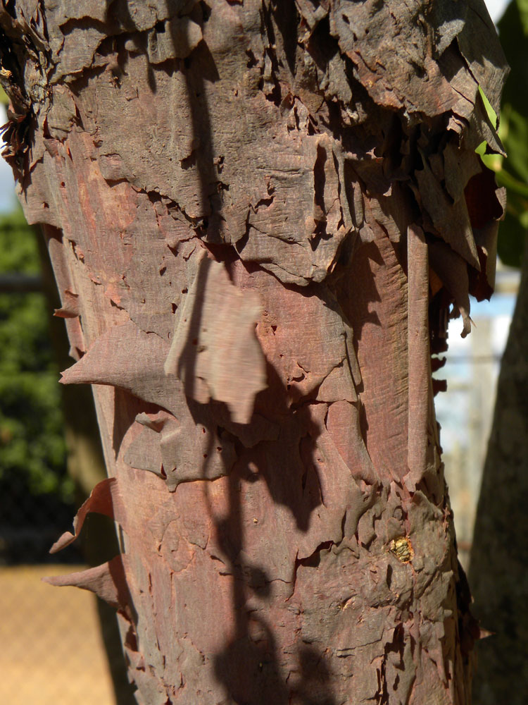 Fabaceae Swartzia laurifolia