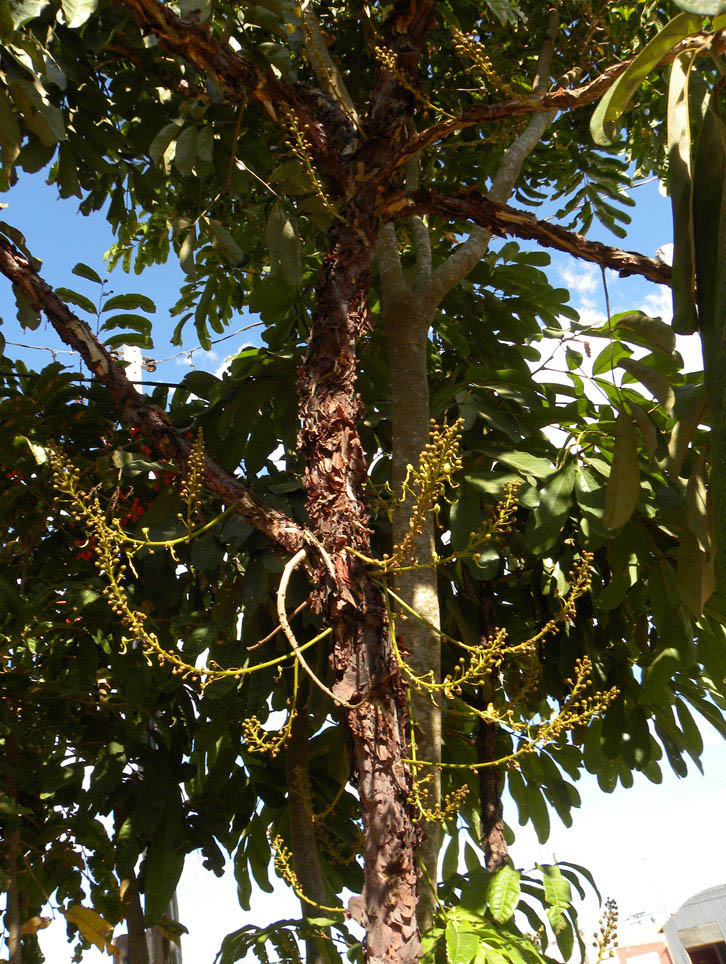 Fabaceae Swartzia laurifolia