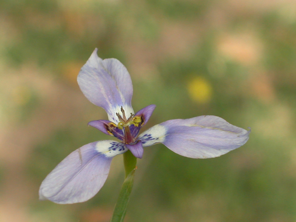 Iridaceae Herbertia lahue