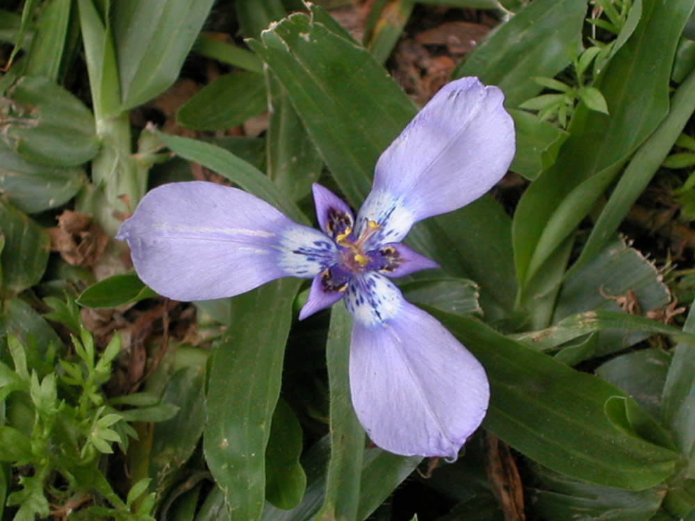 Iridaceae Herbertia lahue