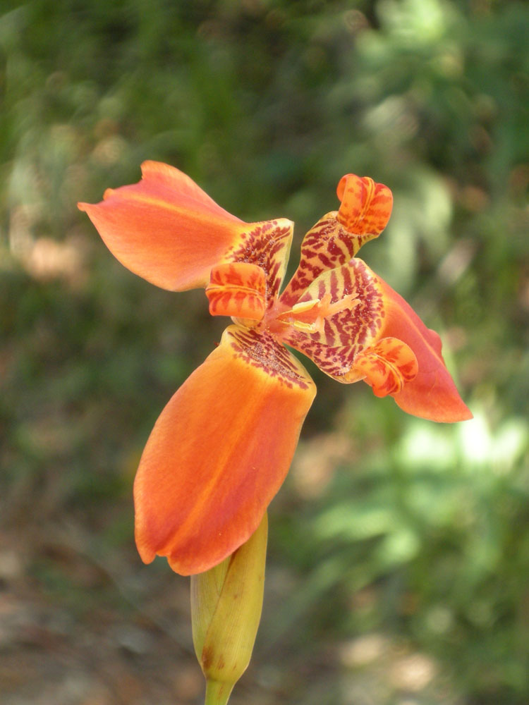 Iridaceae Trimezia 