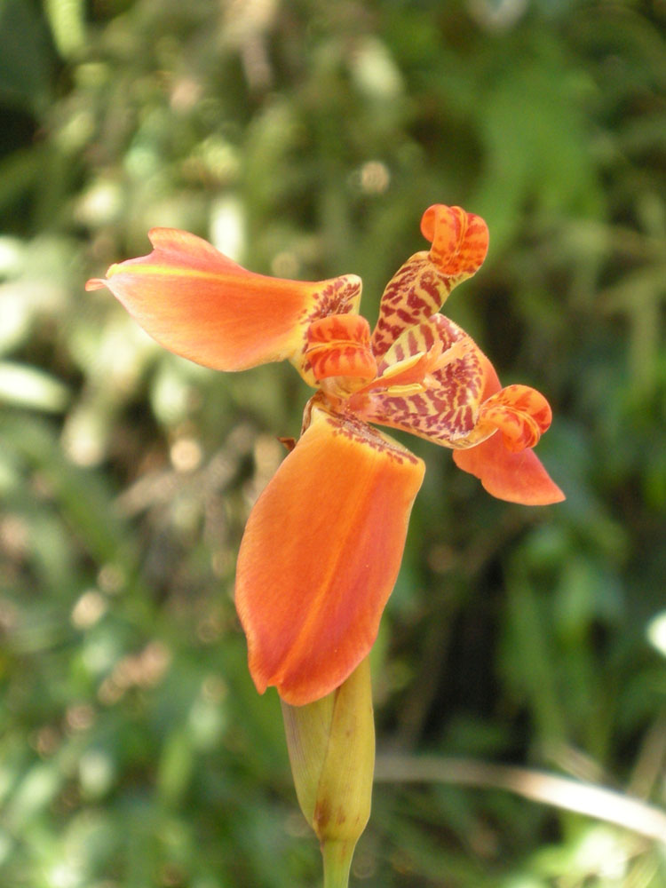 Iridaceae Trimezia 