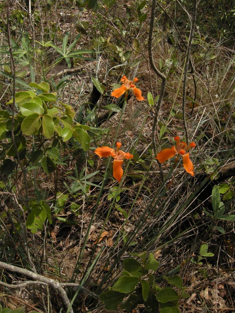 Iridaceae Trimezia 