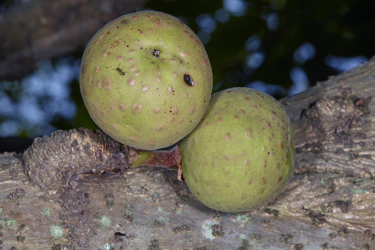 Moraceae Ficus sansibarica